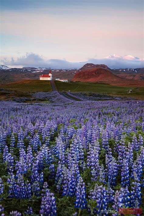 - Lupin fields and church at sunrise, Snaefellsnes peninsula, Iceland | Royalty Free Image