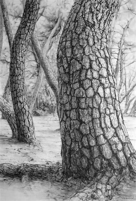 Pine tree - - #new | Tree drawings pencil, Tree drawing, Landscape drawings