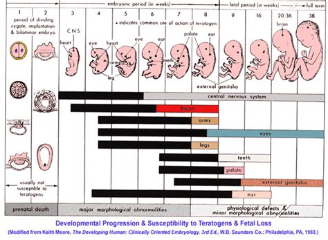 Organogenesis