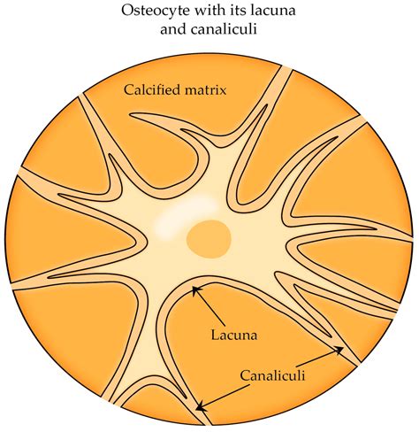 Cells | Free Full-Text | A Brief Review of Bone Cell Function and Importance