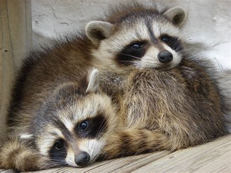 Here's A Baby Raccoon Eating A Hershey's Kiss