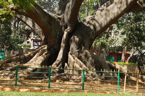 Tree 200 Years Old Ancient - Free photo on Pixabay - Pixabay