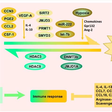 Mechanisms of tumor-associated macrophages (TAMs) in tumor metastasis.... | Download Scientific ...