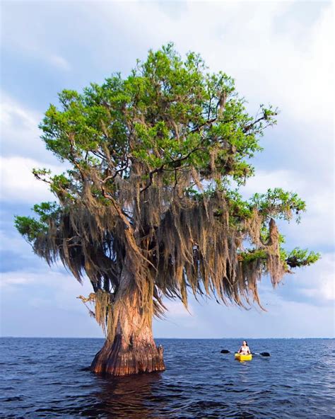 This huge cypress tree in Florida | Cypress trees, Unique trees, Cypress