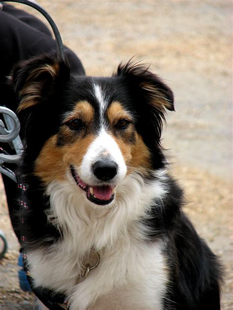 Great animal stories from BBC Scotland: 'In dogs we trust'!