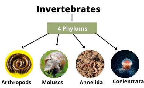 Invertebrates-Classification, Types, and Examples