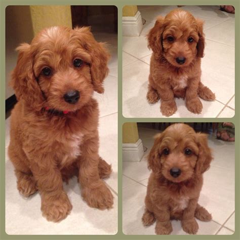 Ricky is a petite teddy bear goldendoodle from Springview mini Goldendoodles