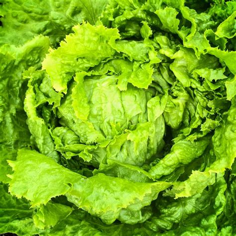 Crisphead Lettuce Garden Seeds - Hanson Improved - 4 Oz - Non-GMO ...