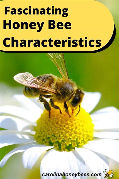 Honey Bee Characteristics: Why They Are Special- Carolina Honeybees