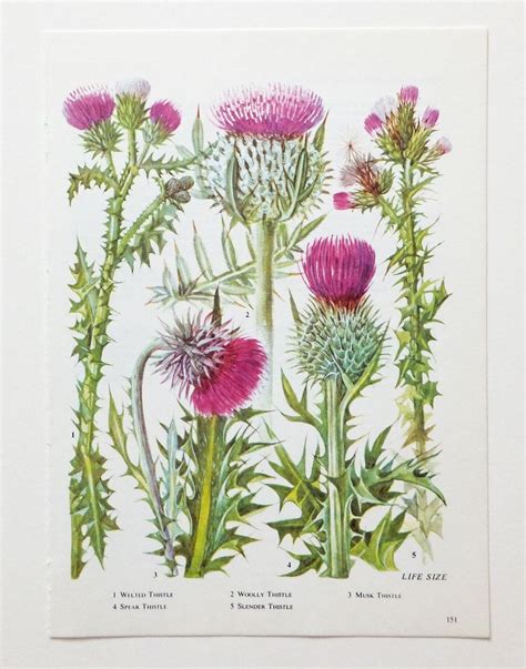 Thistles | Flower illustration, Botanical drawings, Flower drawing