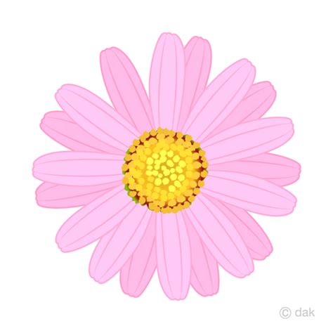 Flor Margarita Rosa Gratis Dibujos Animados Imágene｜Illustoon ES