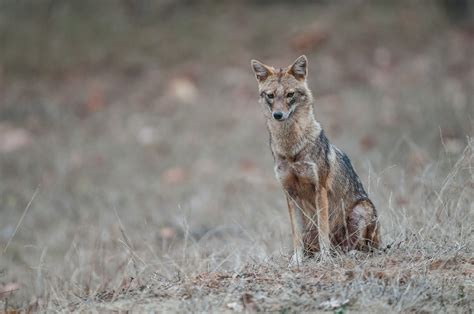 Indian Jackal | Sean Crane Photography