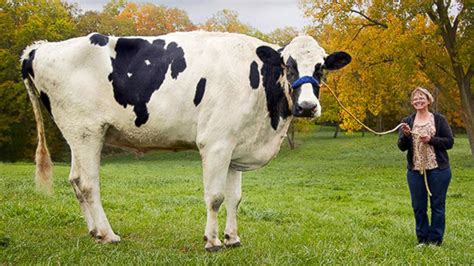 Largest Cow In The World Record - All About Cow Photos