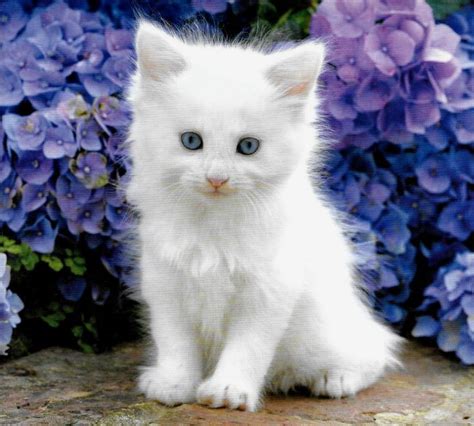 Cute Little White Baby Kitten - Aww! | Baby animals, Baby kittens, Cats and kittens