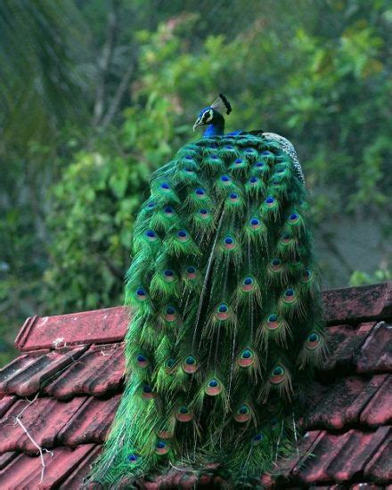 What Does It Mean When a Peacock Spreads Its Feathers | Balcony Garden Web