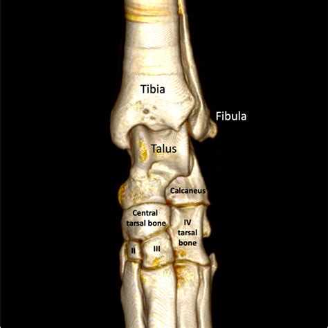 Tarsus - Movement Referrals