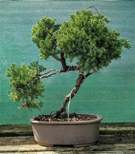 Bonsai Beginnings: Juniperus procumbens nana