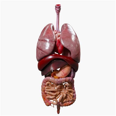 3D human internal organs model - TurboSquid 1536264