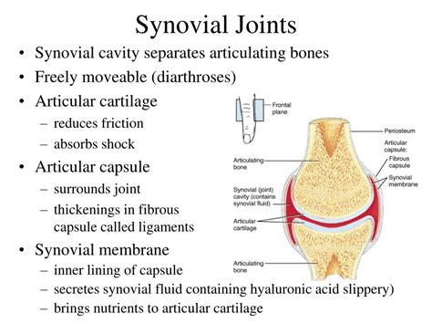 PPT - Chapter 8 Joints PowerPoint Presentation, free download - ID:155606