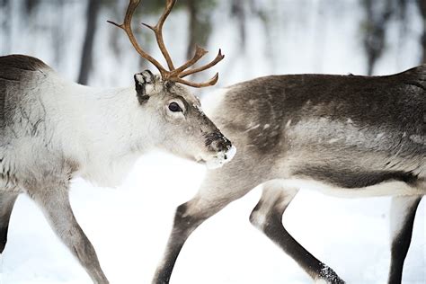 Finland has been named the best country to visit for wildlife travel ...