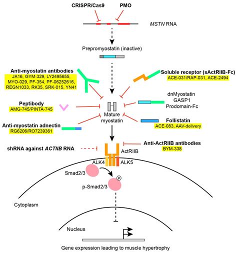 Cells | Free Full-Text | Antimyostatin Treatment in Health and Disease: The Story of Great ...