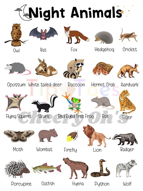 Nocturnal Animal Poster, Night Animals, Science, Homeschool Printable, Learning and School ...