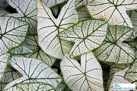 15 Popular Caladium Varieties (With Photos)