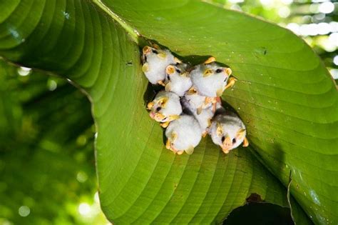 Honduran White Bat Facts, Habitat, Diet, Adaptations, Video