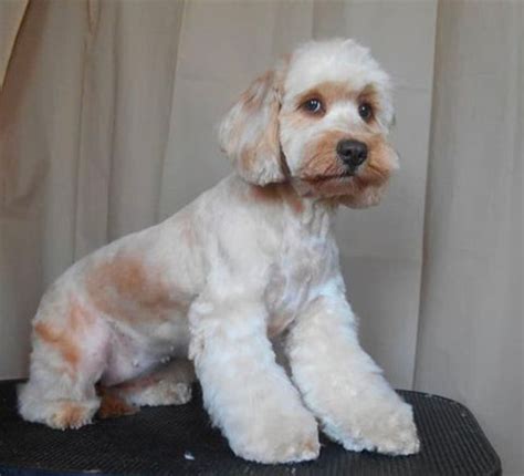 The Ultimate Guide to Cockapoo Haircuts | Pride and Groom