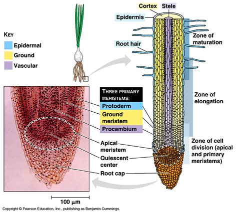 Plant tissues - BIOLOGY4ISC