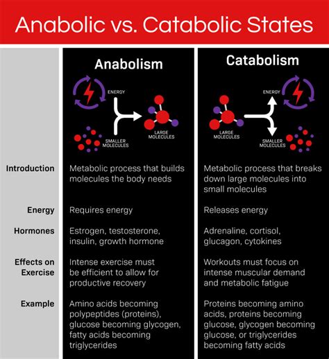 Anabolic & Catabolic States & Why You Should Care - ARX