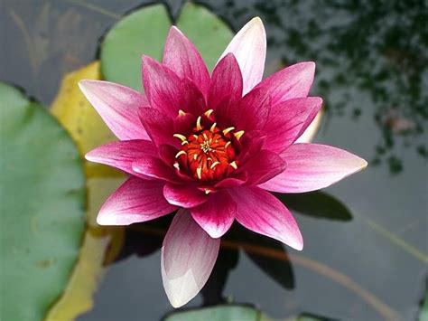 National Flower of India: Lotus Facts, Importance & Significance - AvaniGo