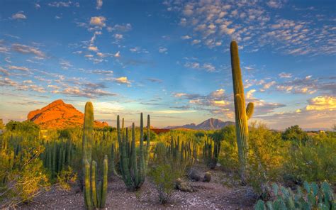 Fondos de pantalla Desierto, cactus, cielo, nubes, puesta del sol, montaña 1920x1200 HD Imagen