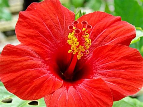 Amapola Flower Puerto Rico | Best Flower Site