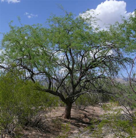 Mesquite tree (Spanish origin) | Much Ado | Pinterest | Trees, Spanish and Texas