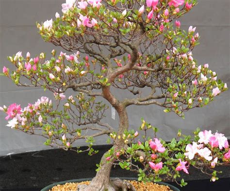 Cherry Blossom Bonsai Seeds