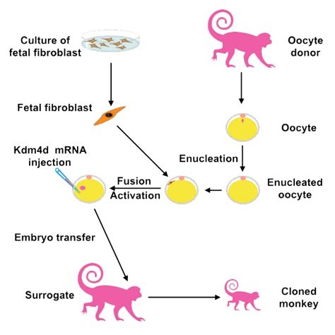 Chinese researchers announce first-ever monkey clones made using 'Dolly ...