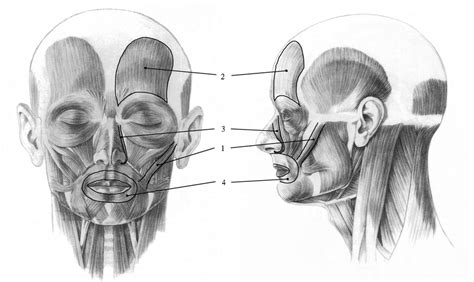 1: Different muscle layouts as they appear in the human face: 1) long ...