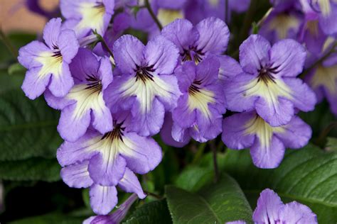 Streptocarpus Ladyslippers® – Green Fuse Botanicals Inc.