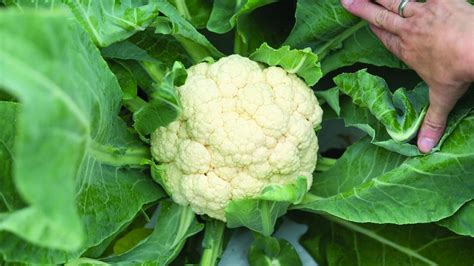 20 Cauliflower Varieties That Should Be on Your Radar - Growing Produce