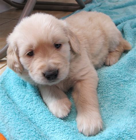 File:5-week-old Golden Retriever puppy.jpg - Wikimedia Commons