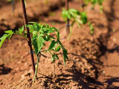 Tomato Plant Spacing - Space Requirements For Tomatoes