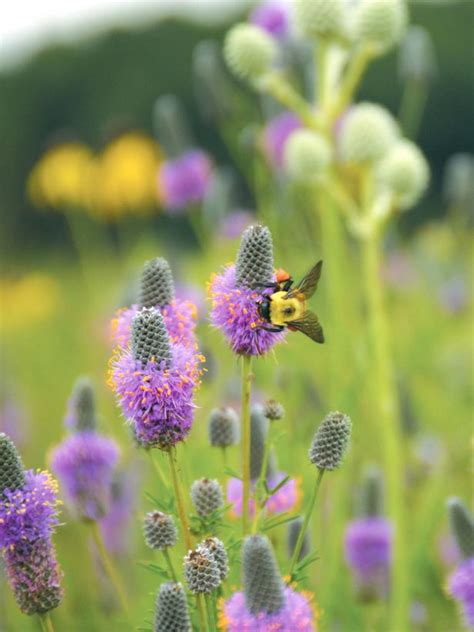 The Best Plants for Prairie Gardens | HGTV