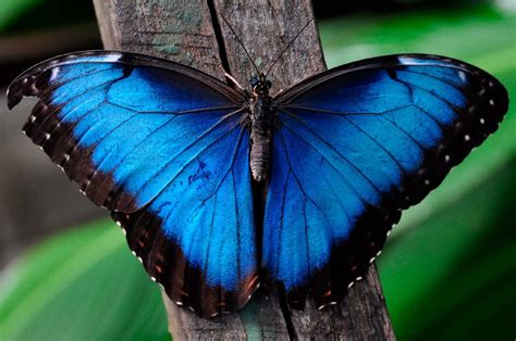 Mariposas Morpho Azul - Taringa!