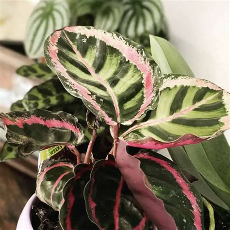 11 Most Popular Calathea Varieties: Complete Guide (Picture & Cost)