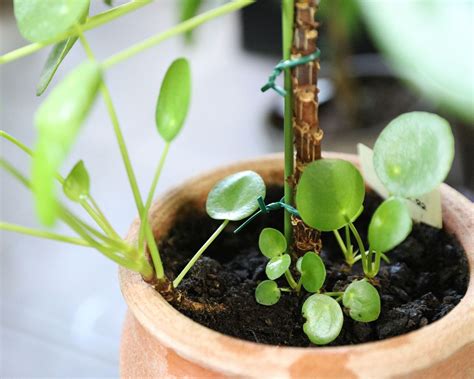 Chinese money plant propagation: how to multiply your plants | Gardeningetc