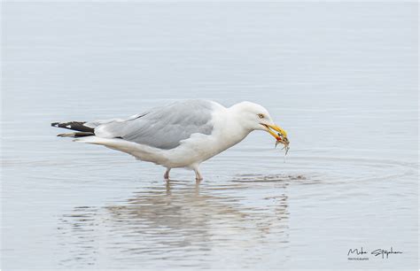 Feeding Herring Gull | Herring Gull with a crab at Findhorn … | Mike ...