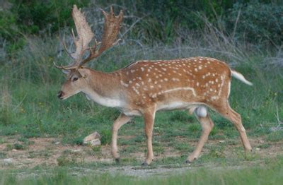 Texas Hill Country Fallow Deer Hunts | Flying A Ranch