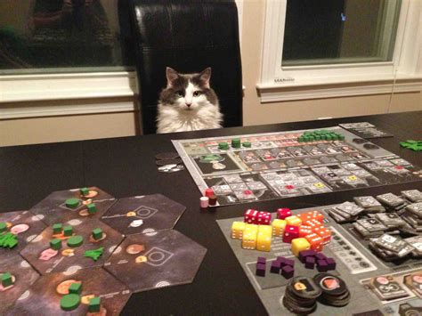 Board-game Cat is Bored. Your turn is taking too long. : r/gaming