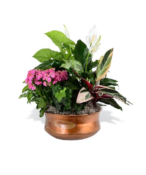 Green & Blooming Plants in European Garden Basket - Delivery Baton ...